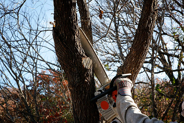 How Our Tree Care Process Works  in  Lodi, NJ